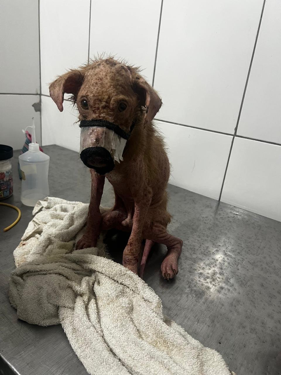 Cachorro resgatado